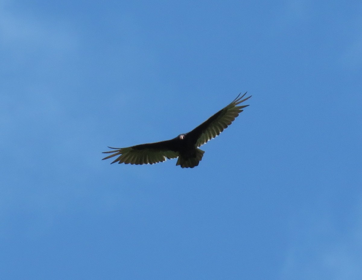 Turkey Vulture - Jean Boulva