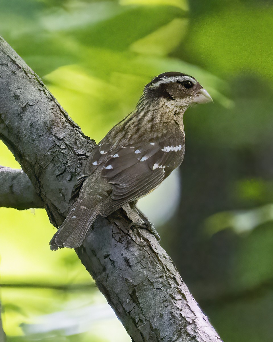 Rose-breasted Grosbeak - ML577935471