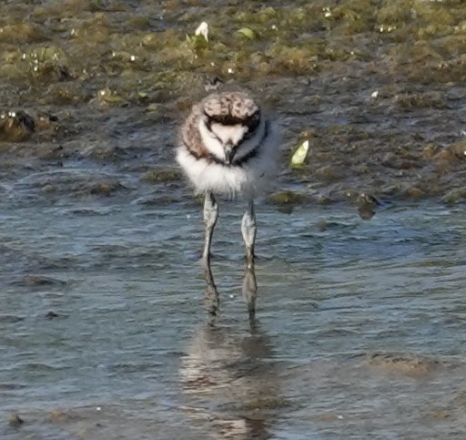 Killdeer - Mark Robbins