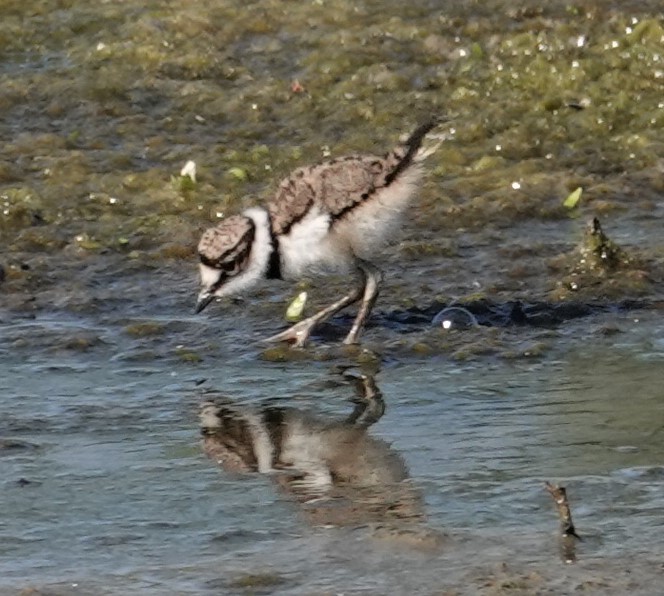 Killdeer - ML577936021