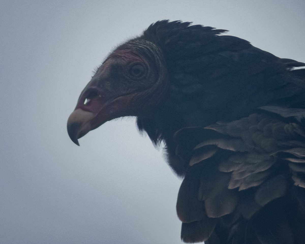 Turkey Vulture - ML577936881