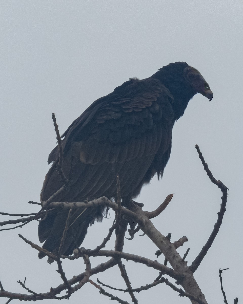 Turkey Vulture - ML577936891