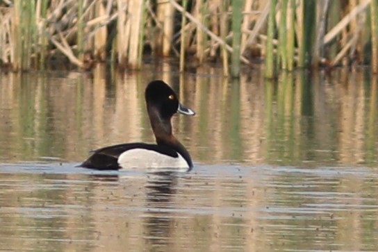 Ring-necked Duck - ML577937751