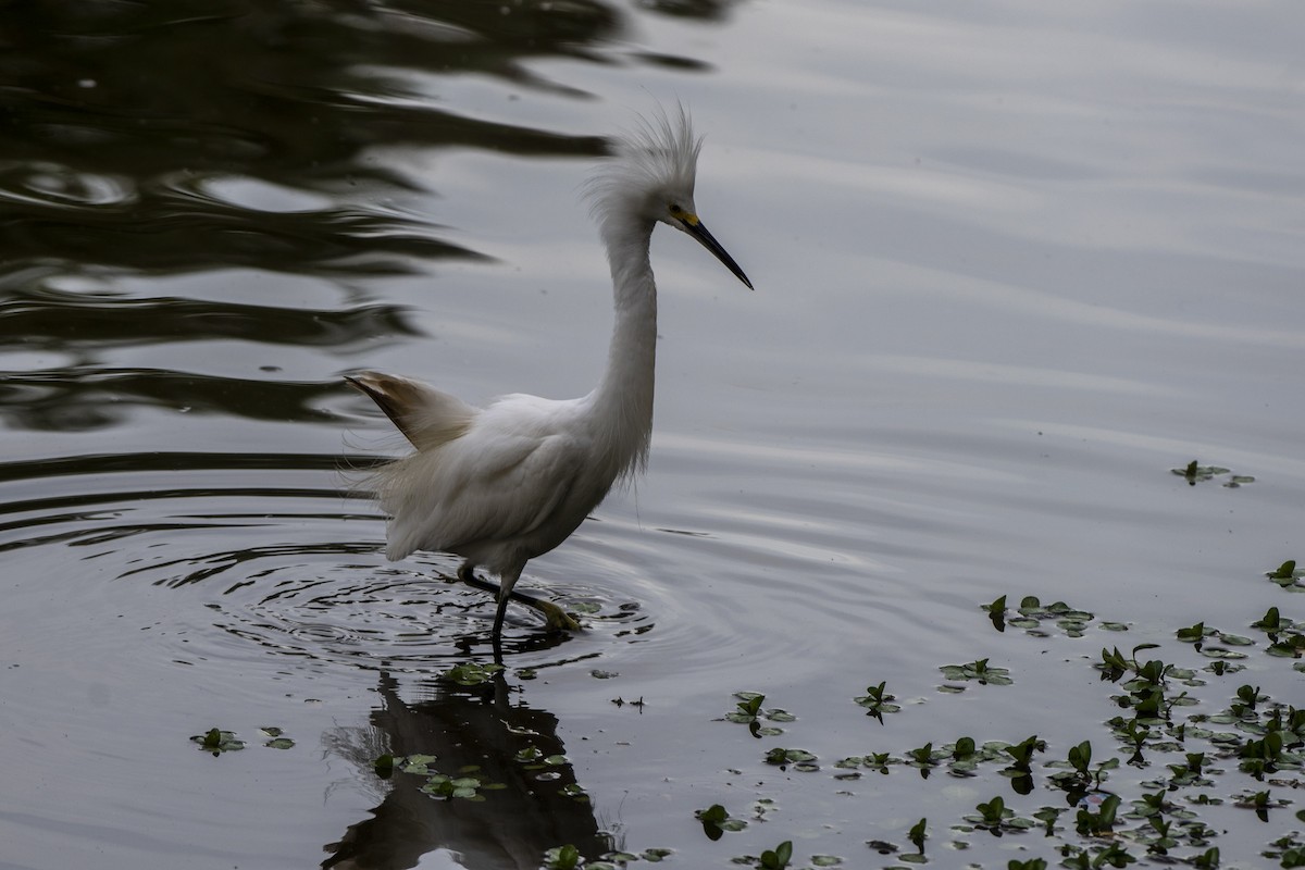 Snowy Egret - Luiz Carlos Ramassotti