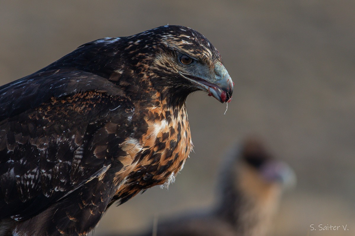 Black-chested Buzzard-Eagle - ML577938631