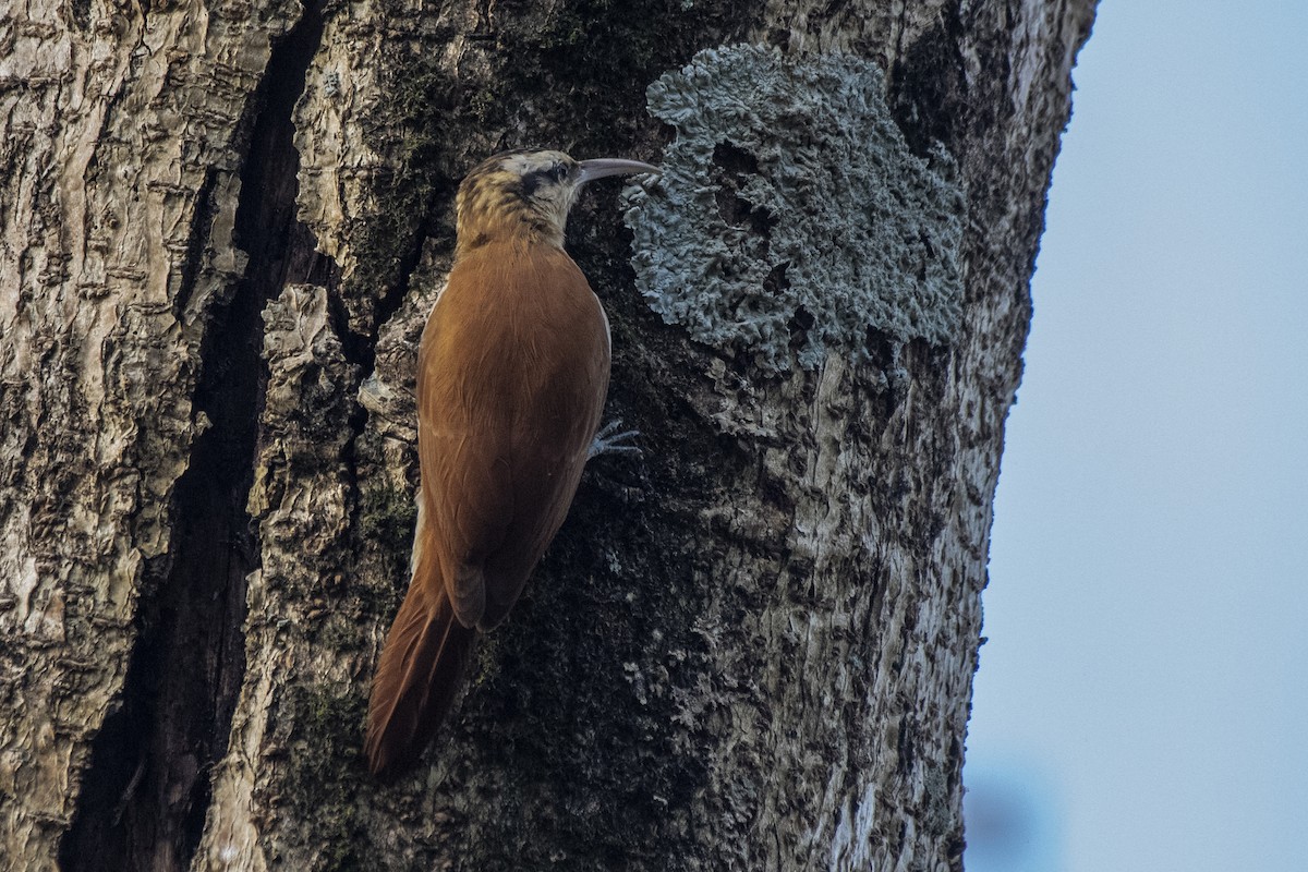 Narrow-billed Woodcreeper - Luiz Carlos Ramassotti