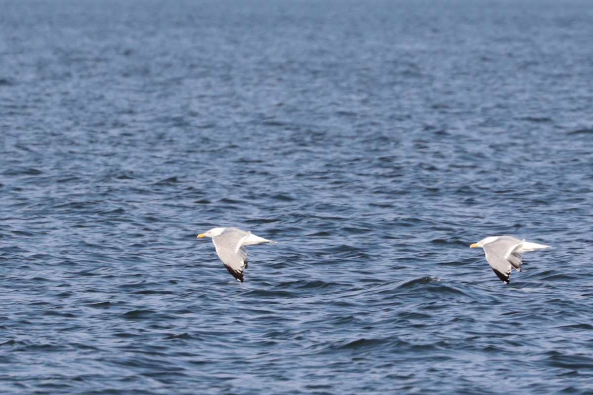 Herring Gull - ML577941341