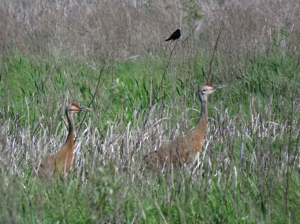 Sandhill Crane - ML577943101