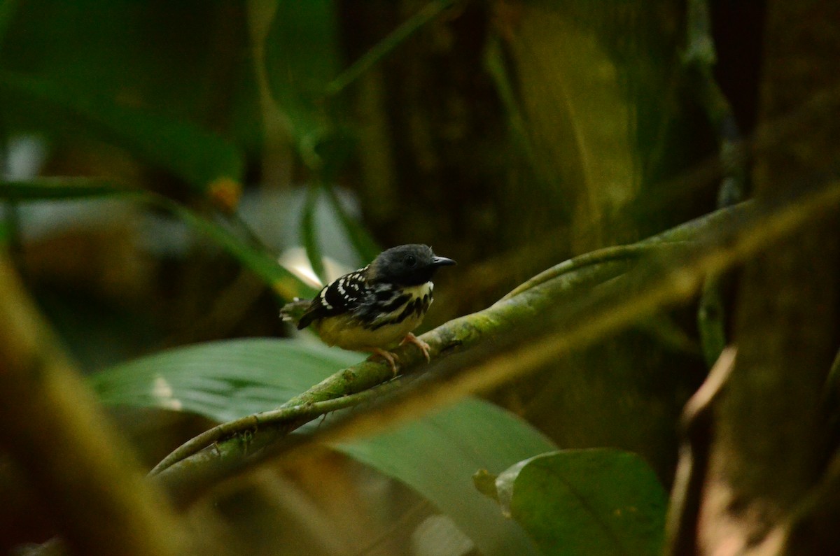 Spot-backed Antbird - ML577944441