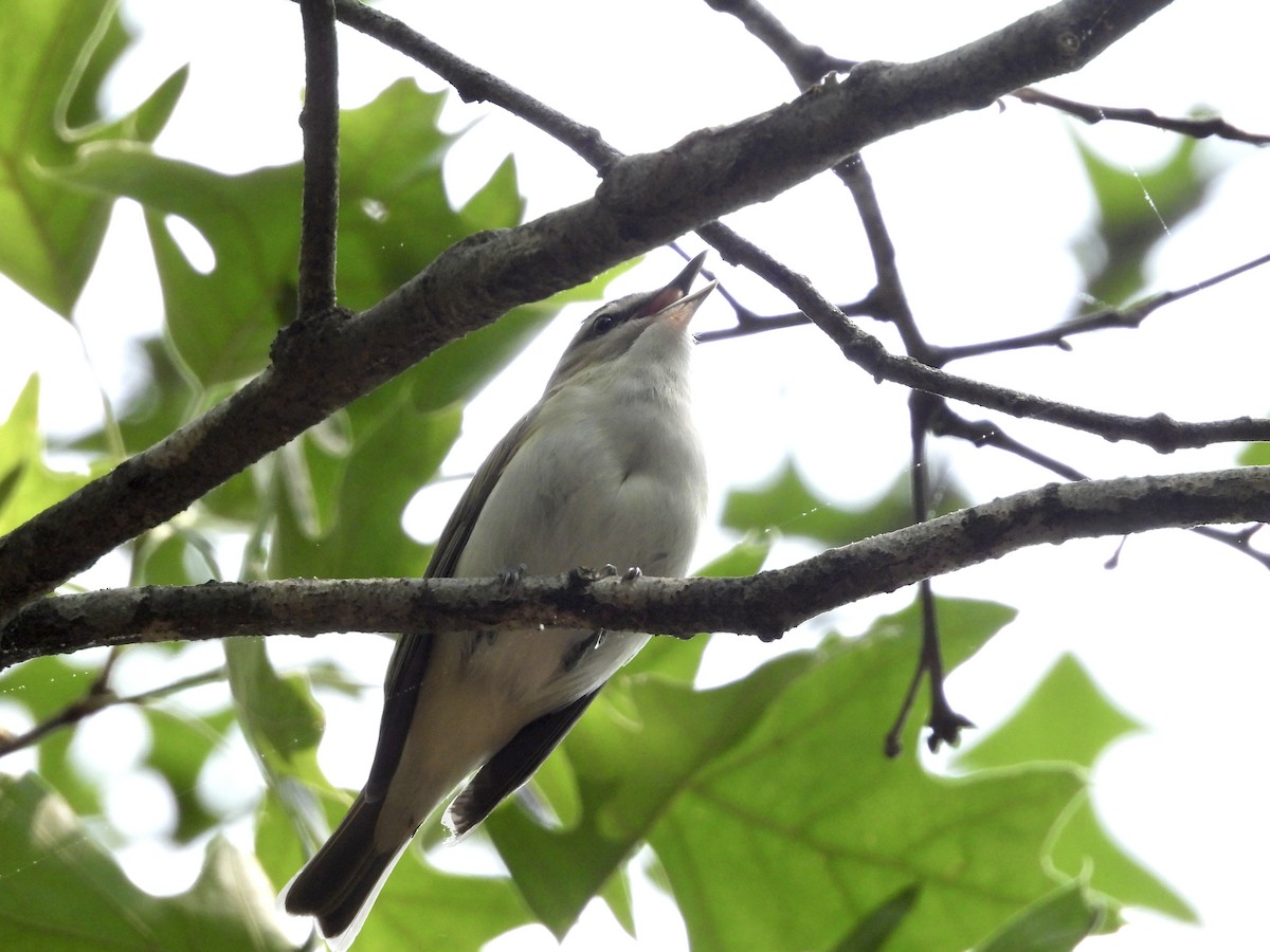 Red-eyed Vireo - ML577944831