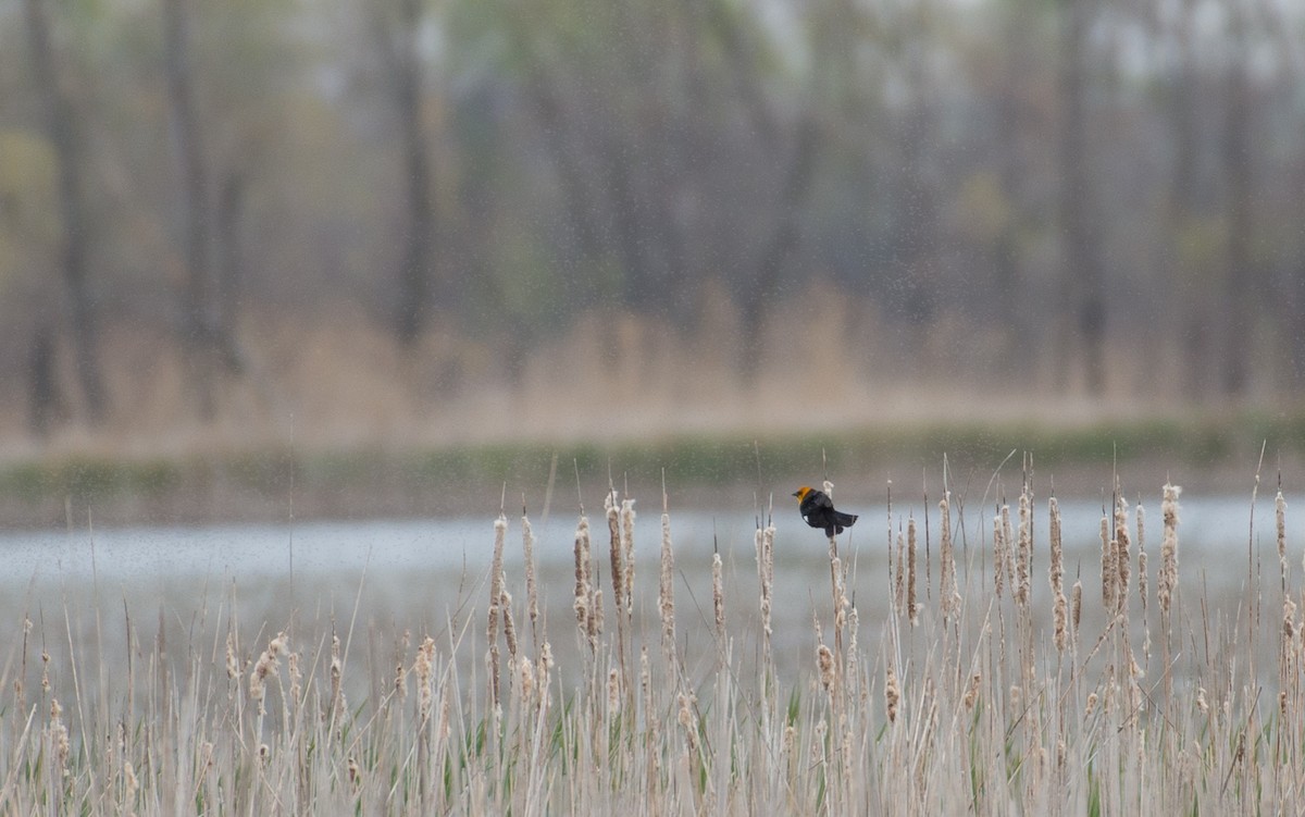 Yellow-headed Blackbird - ML57794501