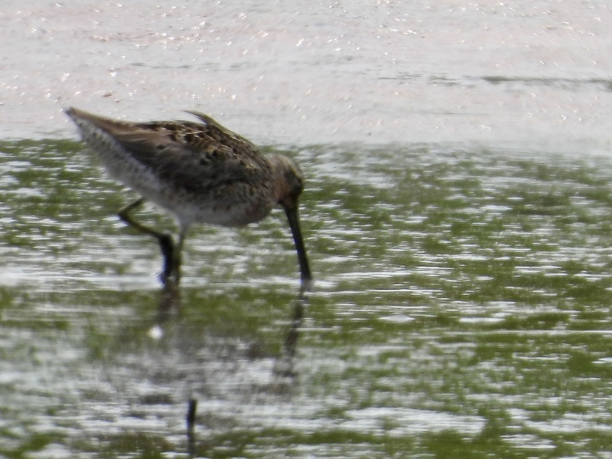 Short-billed Dowitcher - ML577945591