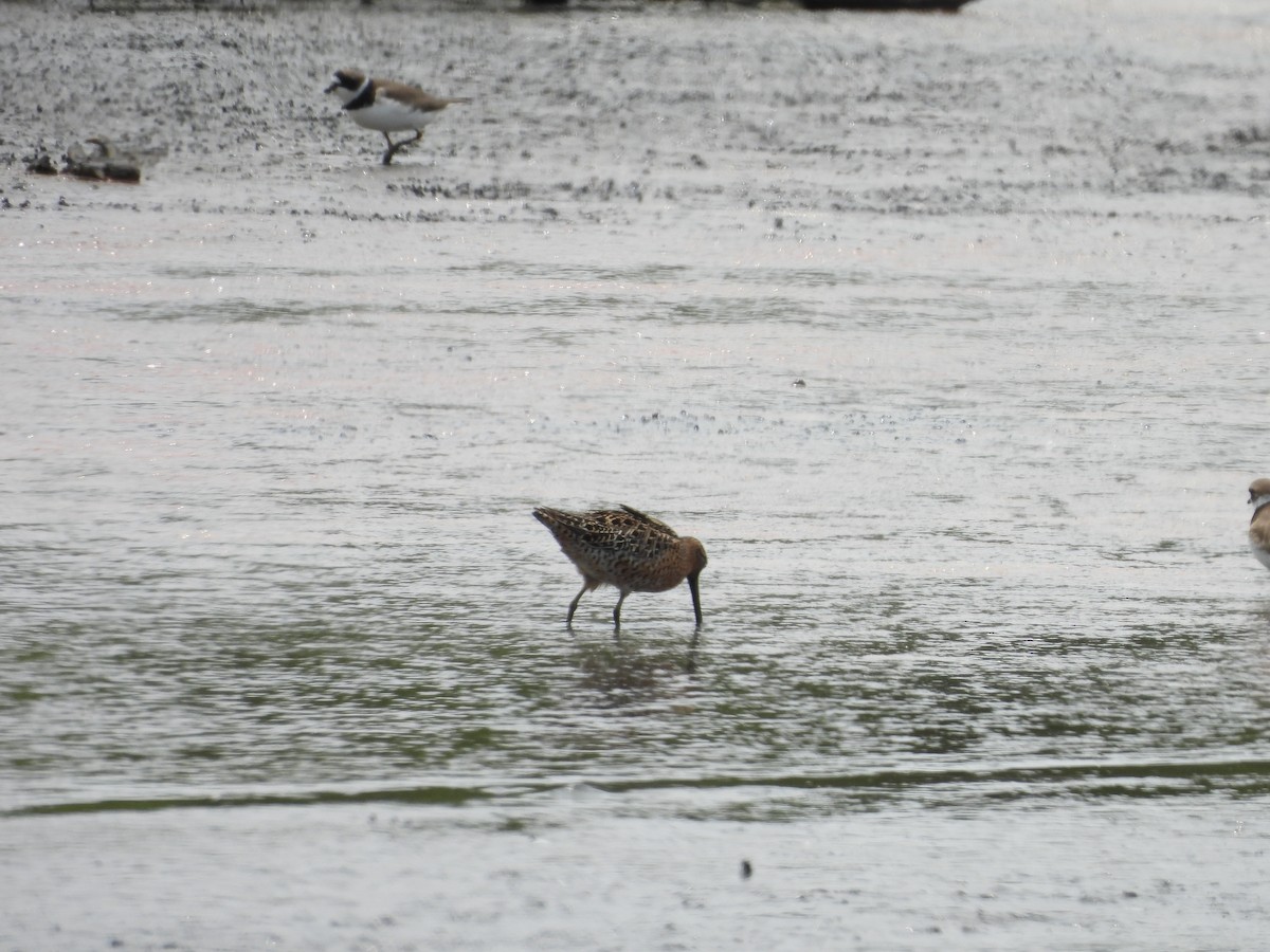 Short-billed Dowitcher - ML577945601