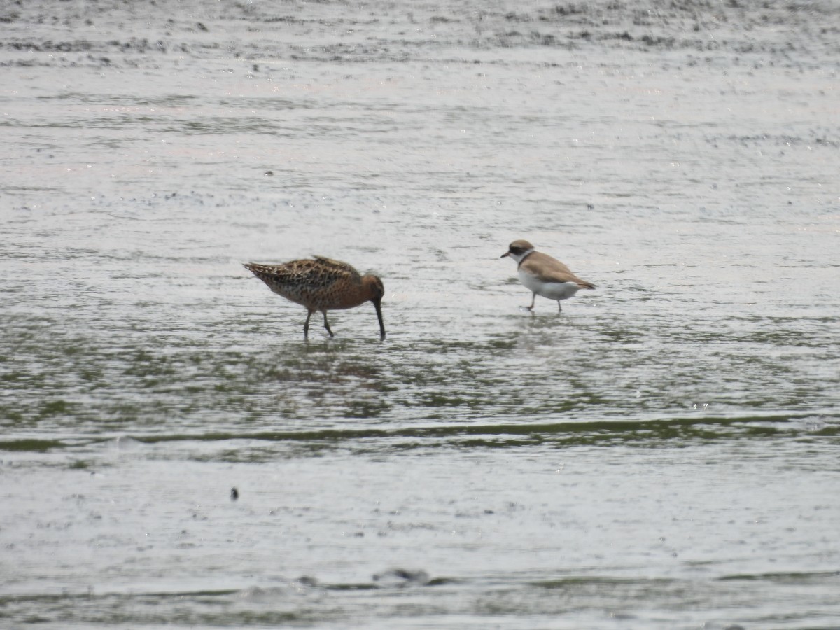 Short-billed Dowitcher - ML577945611