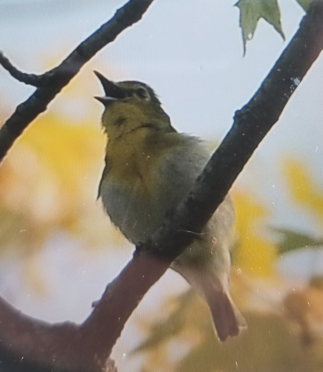 Vireo Gorjiamarillo - ML577946101