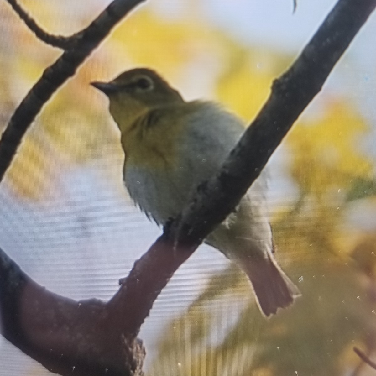 Vireo Gorjiamarillo - ML577946111