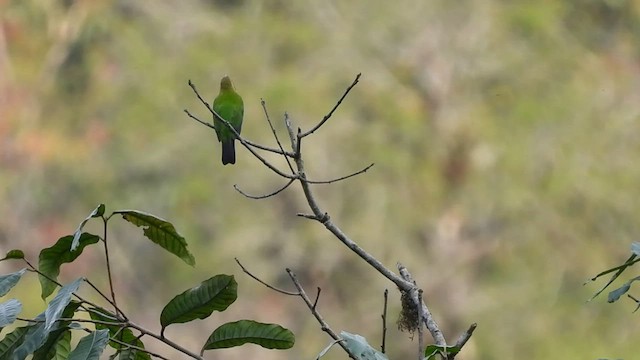 Orange-bellied Leafbird - ML577946401