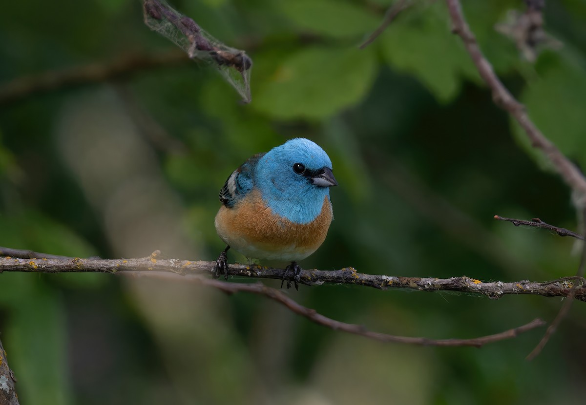 Lazuli Bunting - Neal Tollisen