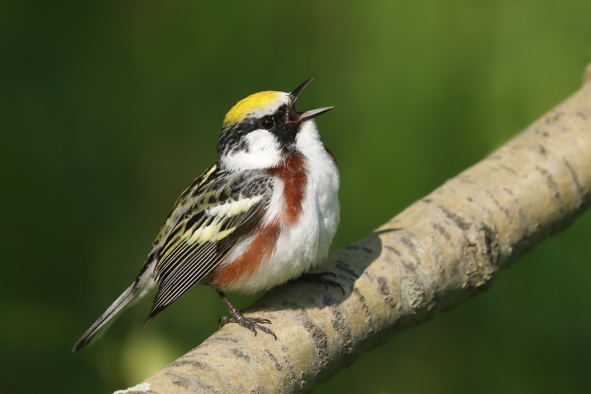 Chestnut-sided Warbler - ML577947831