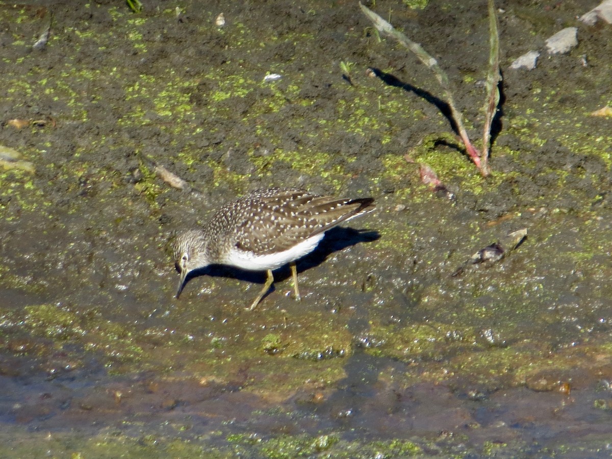 Solitary Sandpiper - Sherman Garnett