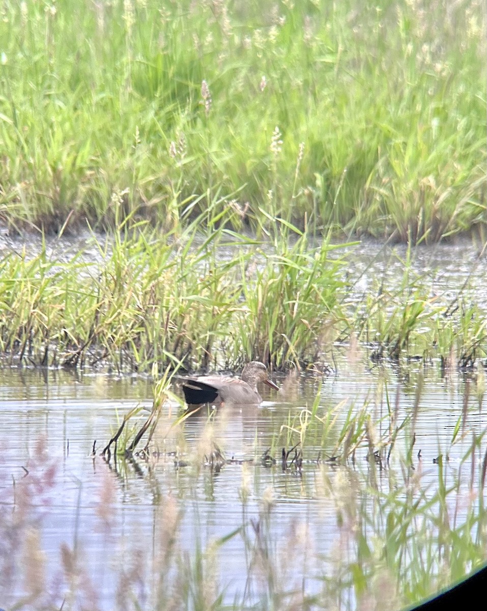 Gadwall - Sylvia Maulding