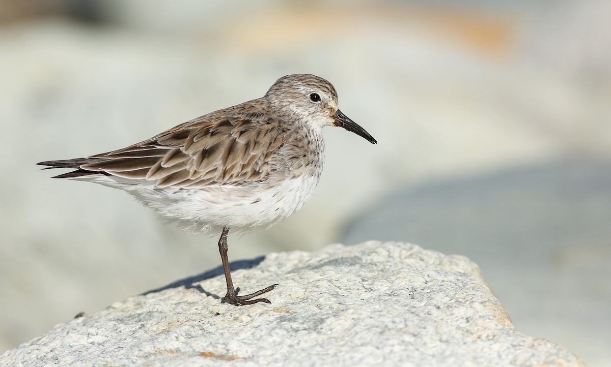 White-rumped Sandpiper - Angus Pritchard