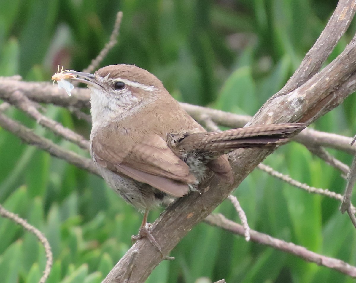 Bewick's Wren - ML577949921