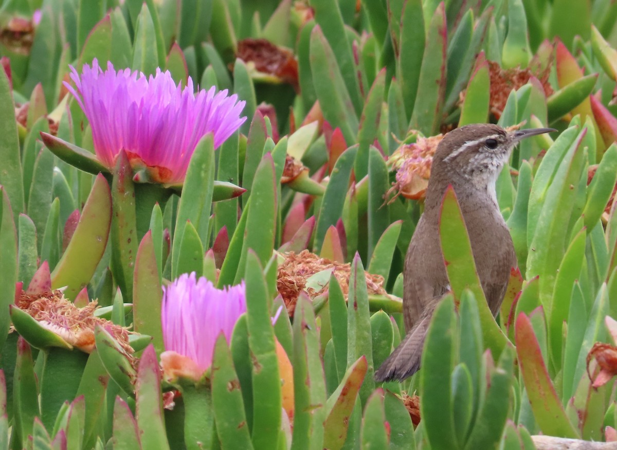 Bewick's Wren - ML577949941