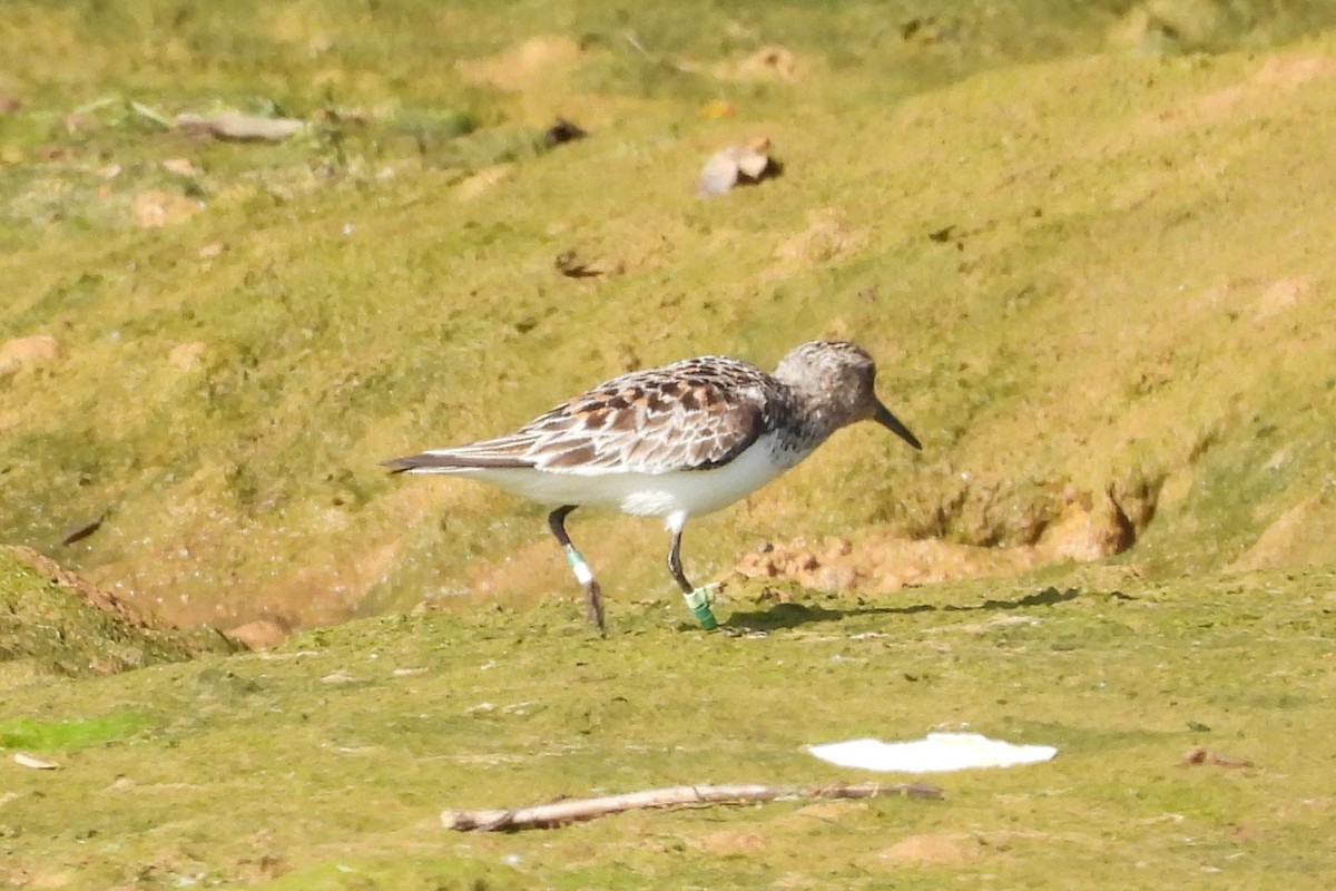 Sanderling - Juan Manuel Pérez de Ana