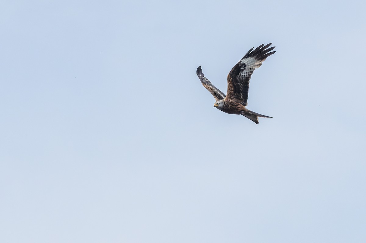 Red Kite - Gabi Uhrova