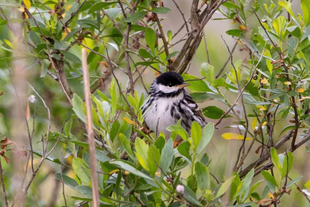 Blackpoll Warbler - Karen Hardy