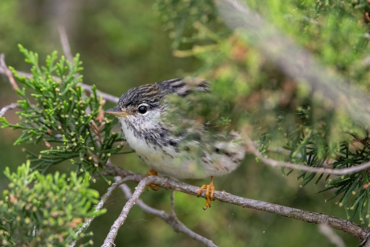 Paruline rayée - ML577950991