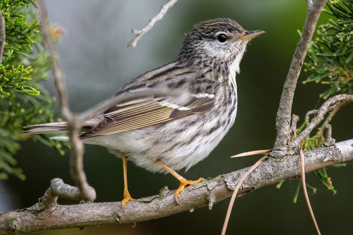 Blackpoll Warbler - Karen Hardy