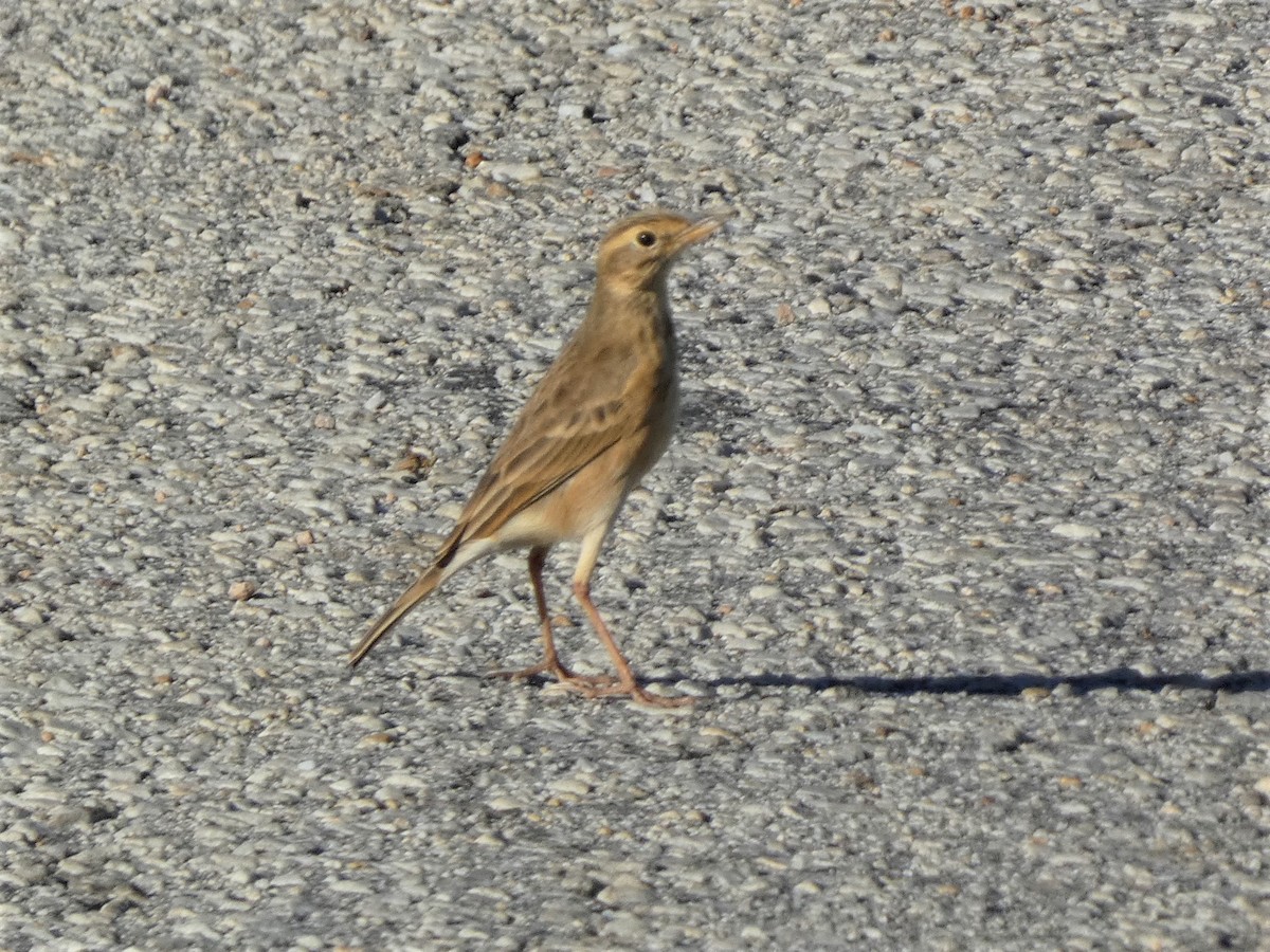 African Pipit - ML577951071