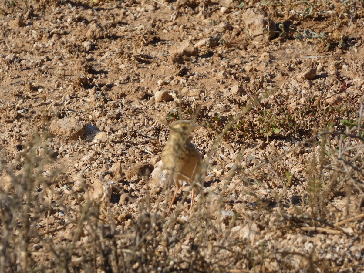 African Pipit - ML577951151