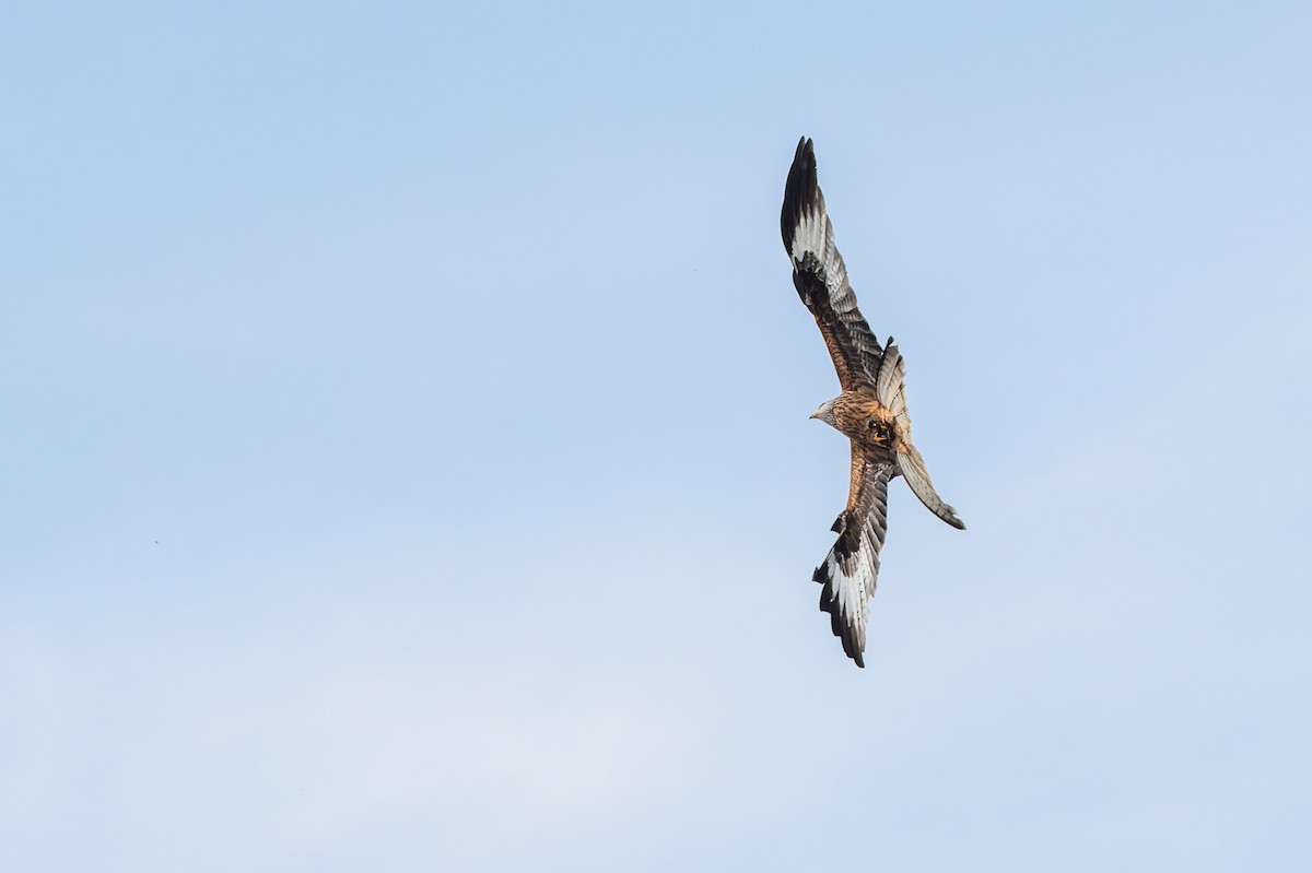 Red Kite - Gabi Uhrova