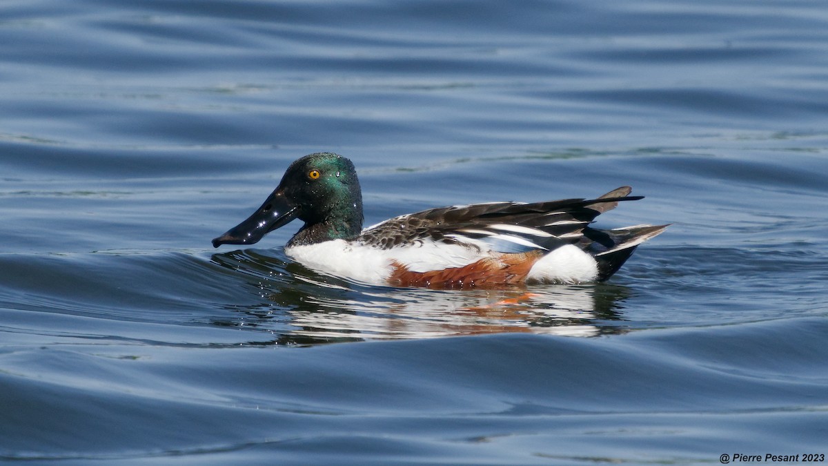 Northern Shoveler - Pierre Pesant