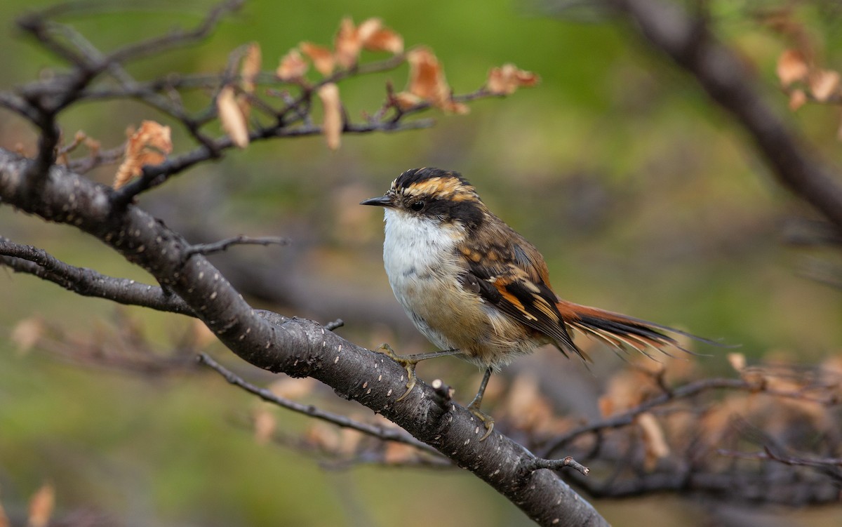 Thorn-tailed Rayadito - Angus Pritchard