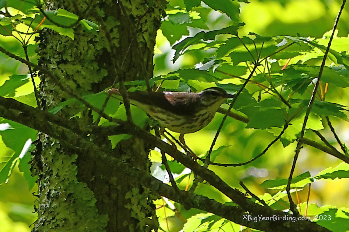 Louisiana Waterthrush - Ethan Whitaker