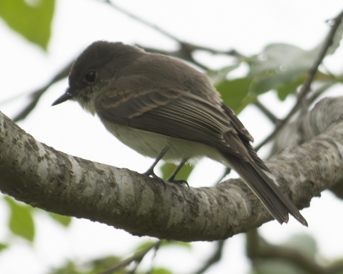 Eastern Phoebe - Gary Hofing