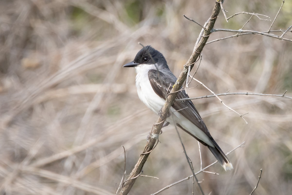 Eastern Kingbird - Patrick Robinson