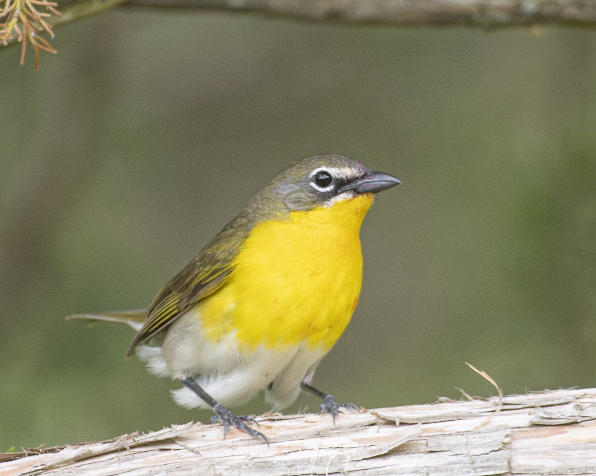 Yellow-breasted Chat - ML577953811