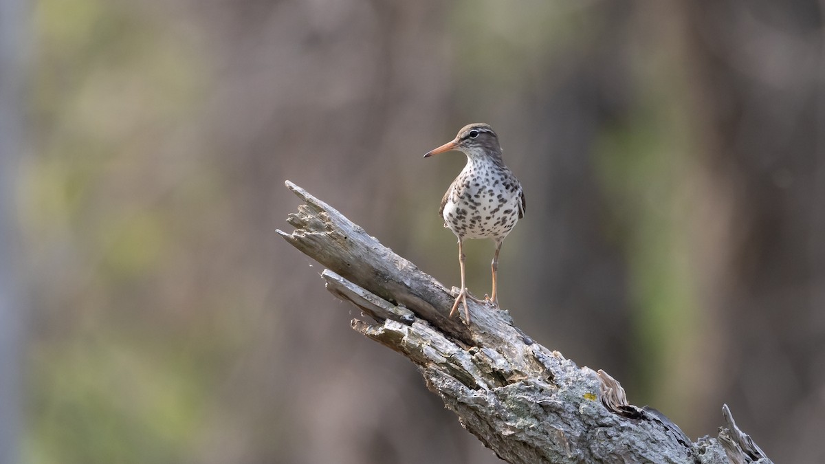 Spotted Sandpiper - Patrick Robinson