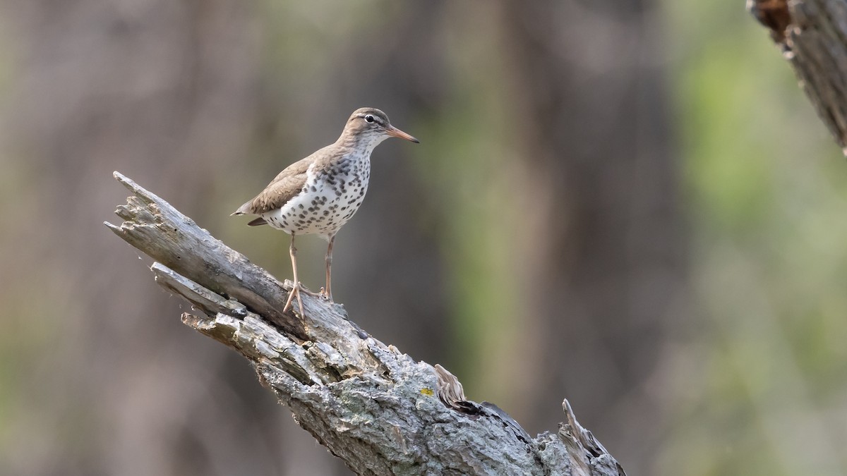 Spotted Sandpiper - ML577953921