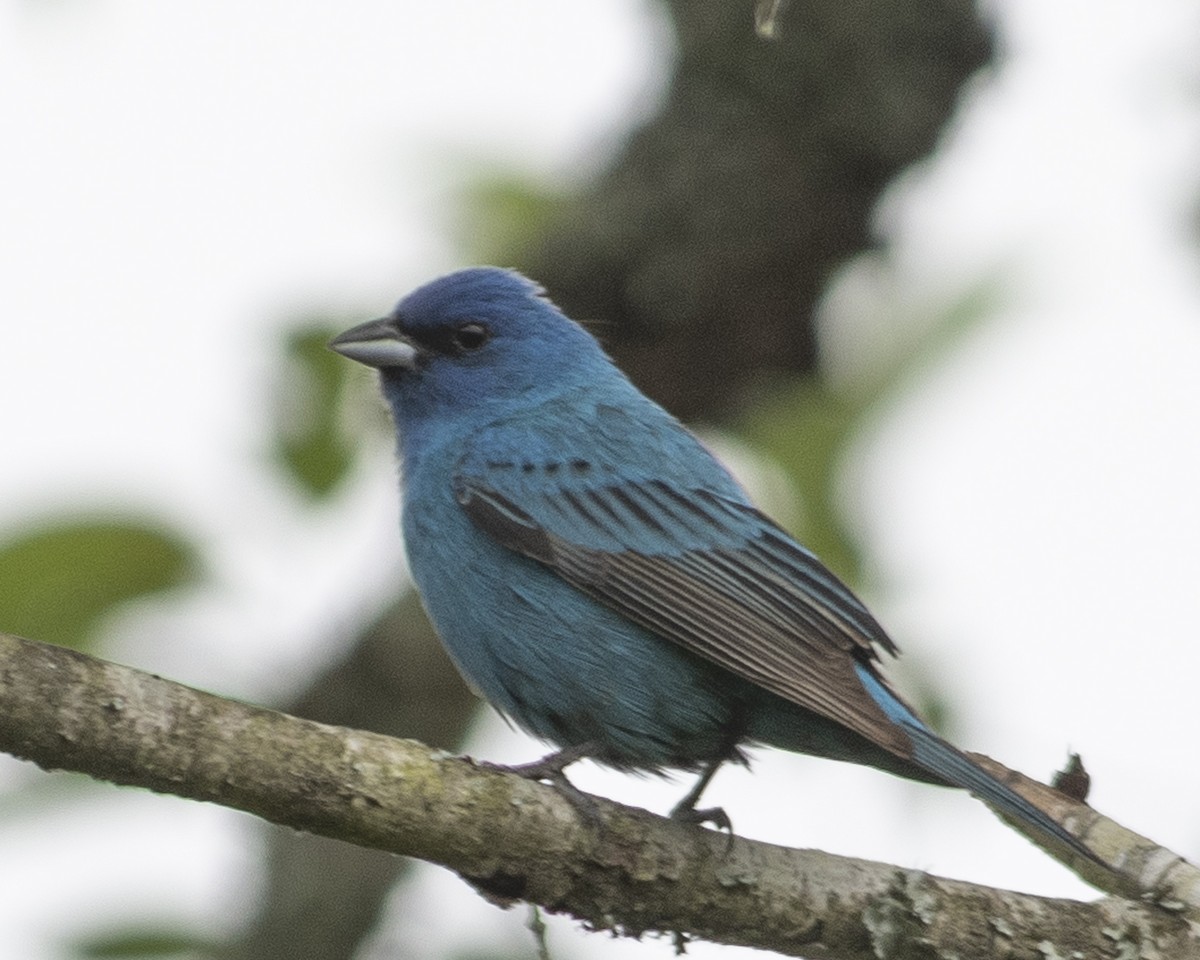 Indigo Bunting - ML577954051