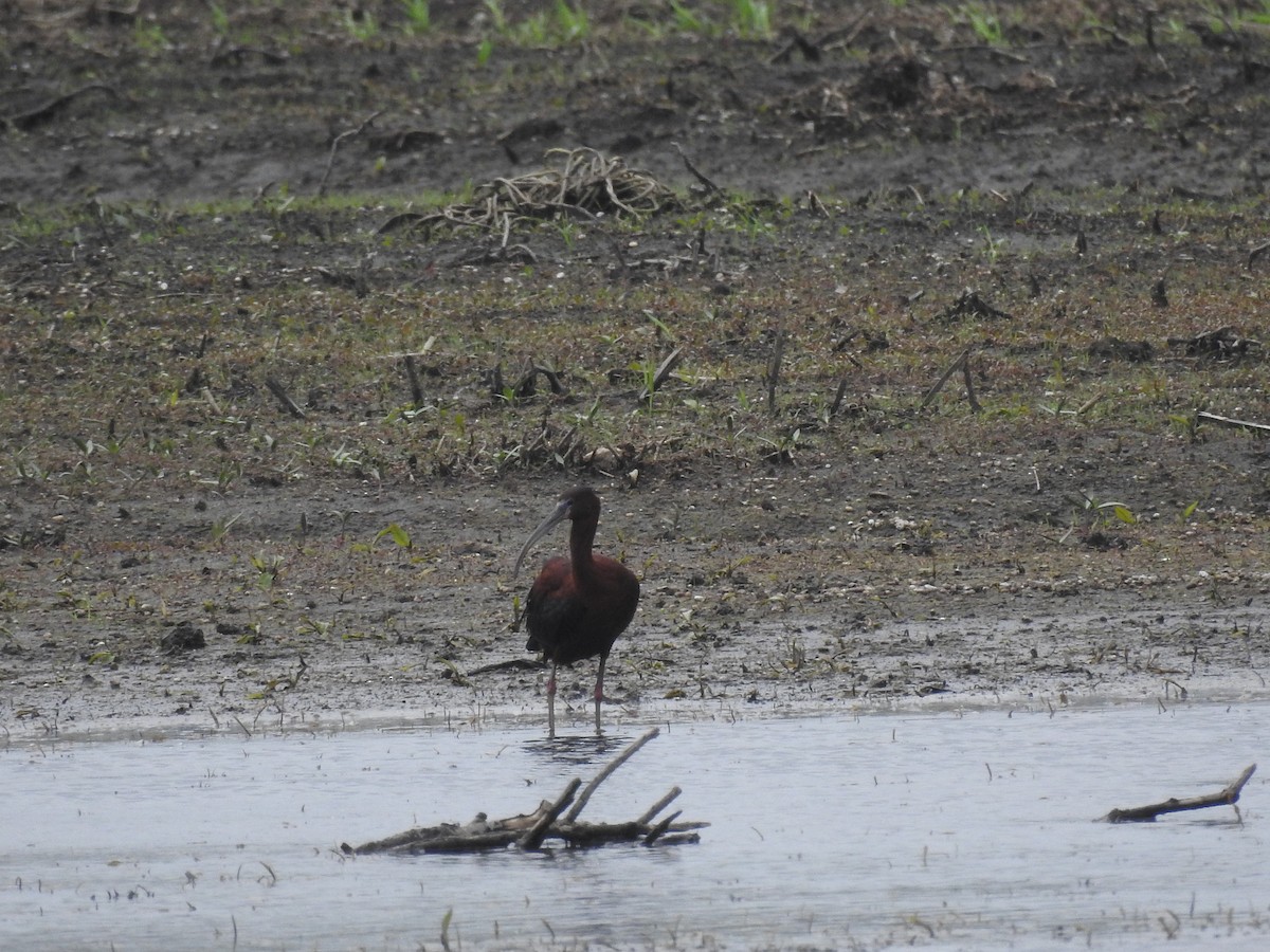 White-faced Ibis - ML577954131