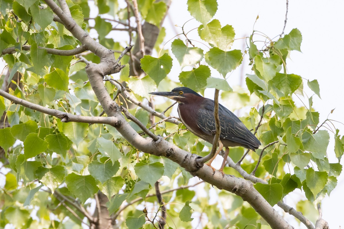 Green Heron - Patrick Robinson