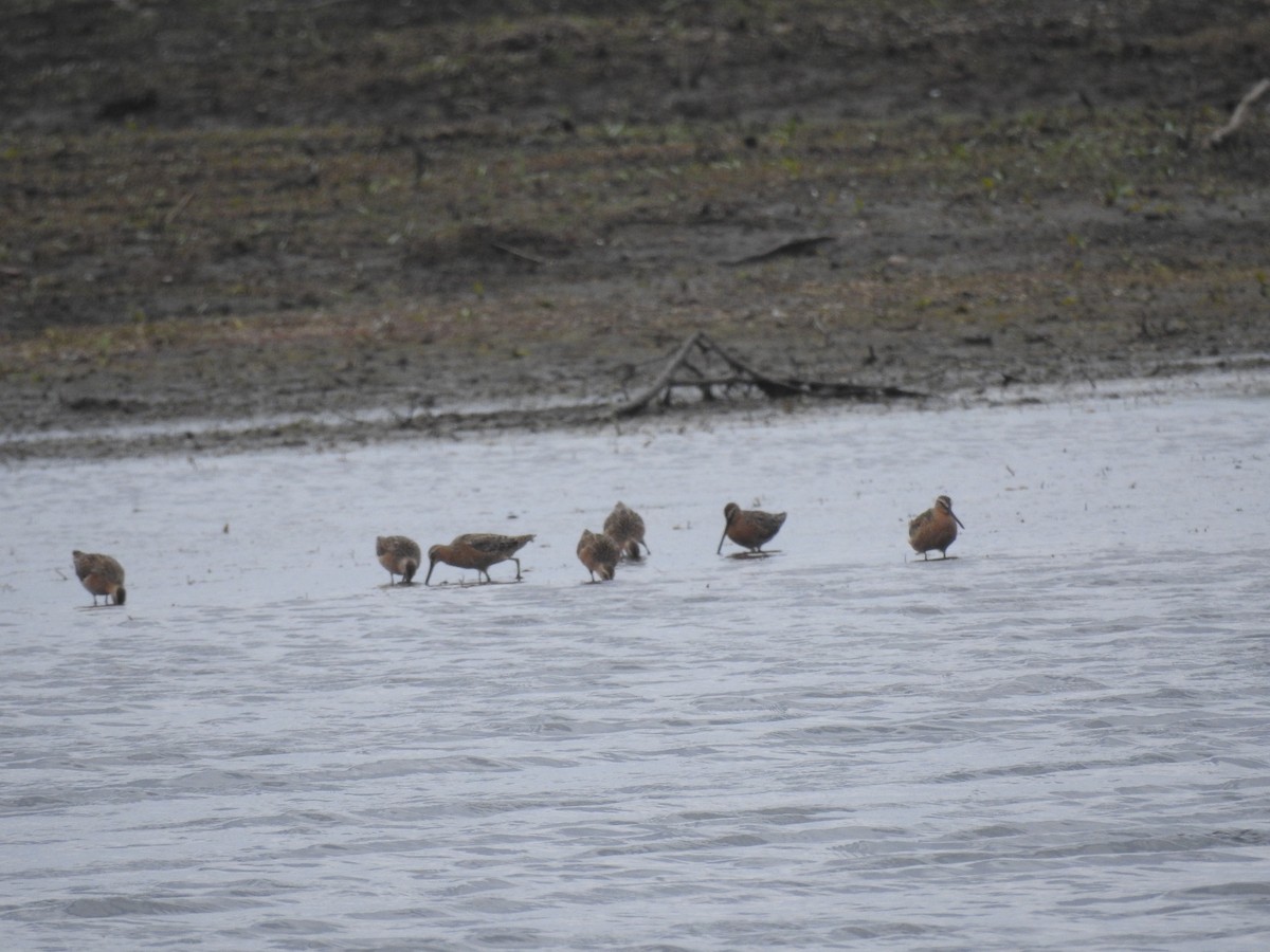 Short-billed Dowitcher - ML577954301