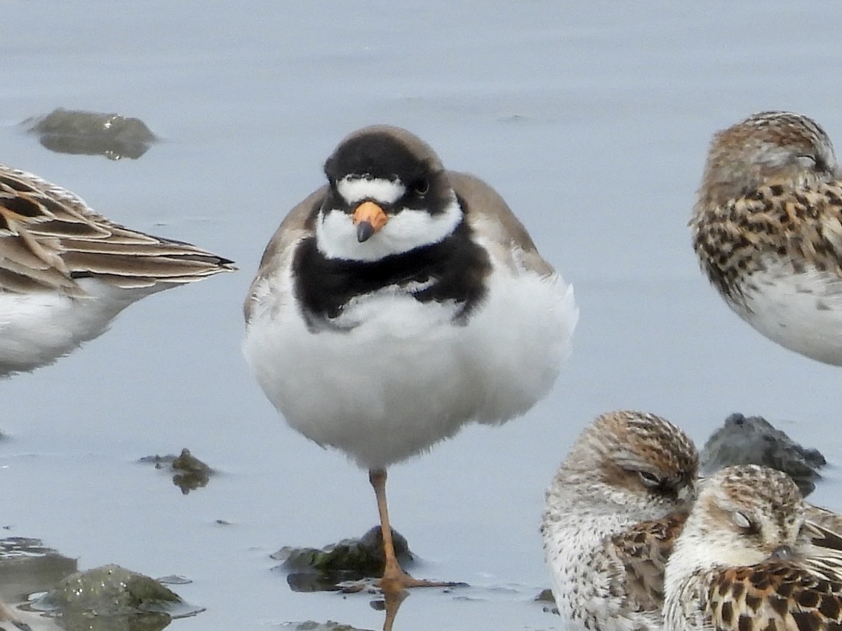 Semipalmated Plover - ML577954371