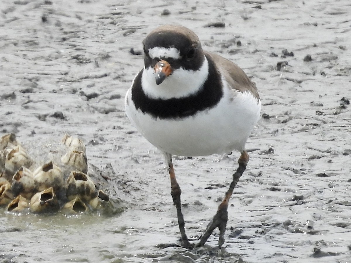 Semipalmated Plover - ML577954391